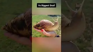 Things Very Bigger Than They Think 🤯🔥 #shorts #viral