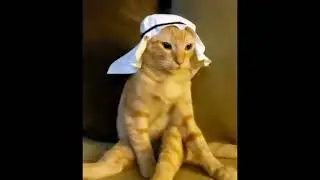 arabian cat
