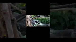 Черная Мамба Атакует Льва