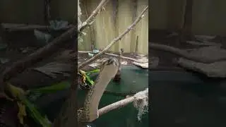Snake at Indianapolis Zoo