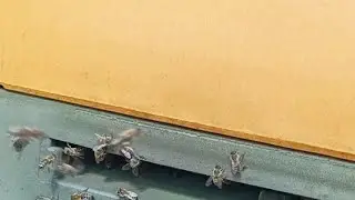 Сбор Нектара С Подсолнуха