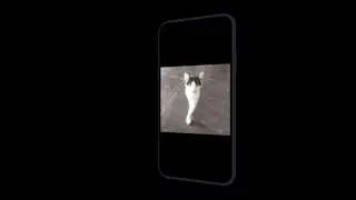 miaou