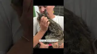 Rescued cat is finally safe inside