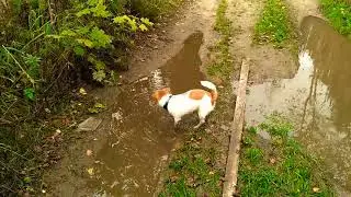 Все прелести лужекупания(часть 2я) Джек Рассел Ричи