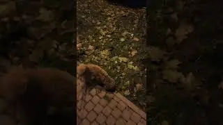 Настоящая акробат 😃 #мальтипу #dog ￼