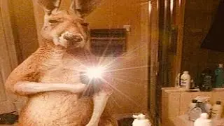 Top 5 Kangaroo