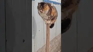 Cat Claims His Throne in Hilarious Fashion!