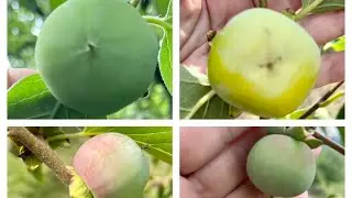 Persimmon in the Kyiv region, August 2021