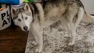 Husky also looks nice 
