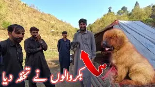 Nomads of Kashmir gifted me pure shepherd puppy || Asal bakarwali kuta #animals