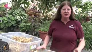 Bears Show How To Grow Potatoes in Straw