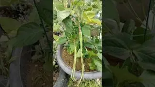 #shorts.  Long Beans #longbeans #garden #beans