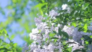 Butterflies flower Pollinating