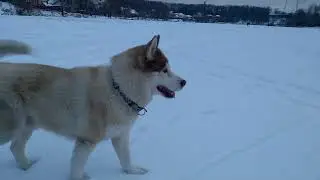 хаски очень любит бегать. husky loves to run.