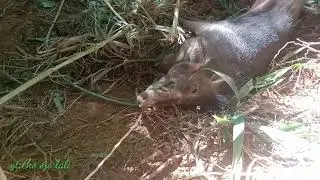 ditik-detik memaklukan si raja hutan(big Will board)