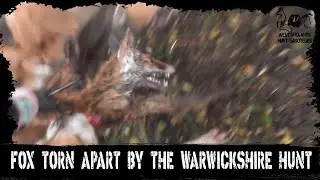 Fox torn apart by the Warwickshire Hunt
