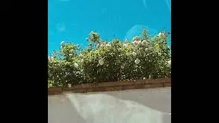 Stamina(1).wav