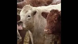 Cattle Upcycling French Fries and More into Nutritious Beef