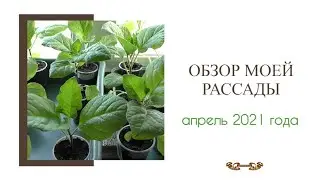 Обзор рассады 2021, где я выращиваю всю рассаду. Коротко о подкормках и температуре выращивания