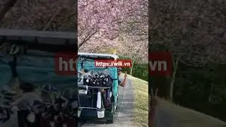 https://wili.vn