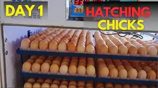 Hatching day-old chicks business