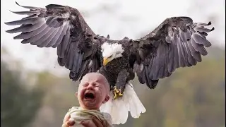 هذا ما يحدث عندما يجوع النسر لا تعرف المستحيل  (ذا ما يحدث عندما تجوع النسور)