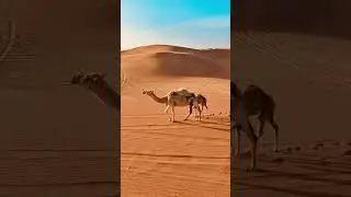 One Day In Abu Dhabi Desert
