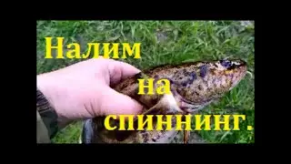 Налим в Уводи!!! На спиннинг!!!