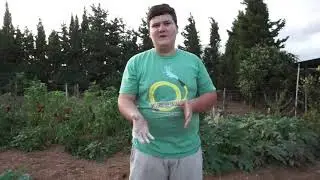 Todo sobre los rabanos!!