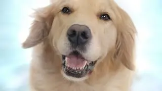 Blown Away - Chewy.com Commercial | Chewy