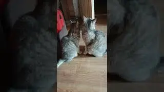 Надо, надо умываться!