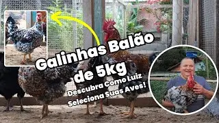 De PINTINHO a GALO: O processo de SELEÇÃO genética que faz a diferença