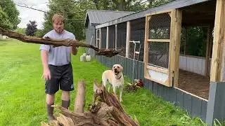 Pheasant Pen Maintenance with 10-Week-Old Birds