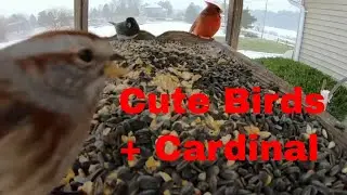 Cute Birds in a Bird Feeder with a beautiful Cardinal: Bird Watching Up Close