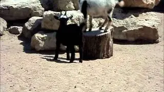 FAIL Goats at the Petting Zoo