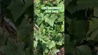 Growing Cucumbers 🥒 #shorts  #growing #cucumbers #garden en