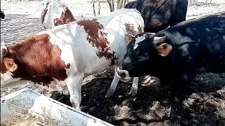 Посадили тыкву, перегнали коров, циплята, быки, инкубатор