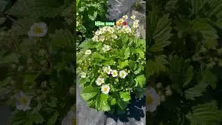 Клубника и поленика набрали цвет после мороза