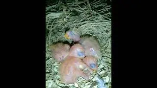 Lovebird | Maulan 🌧 #birds #africanlovebird #opaline #pets #hobby #youtubeshorts #ytshorts #shorts