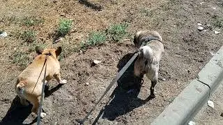 Мопс & Бульдог наслаждаются последними тёплыми днями