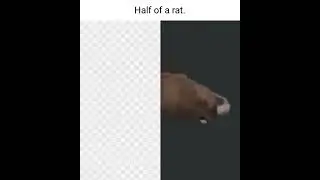 half of a rat rotating while Free Bird plays in your right ear