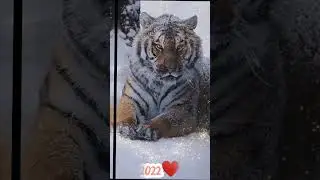 С Нᴏʙыʍ Гᴏдᴏʍ!🎄🎅