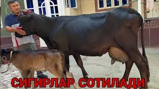 АБДИЛАТИФ АКАДАН  СУТДОР ШВЕД КОРА 3 ТА ТИГДОР СИГИРЛАР СОТИЛАДИ SOTILADIGON SIGIRLAR 28 августа 202