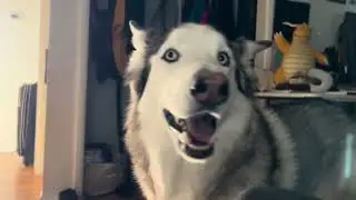 How My Husky Cynthia Wakes Me Up 🥹