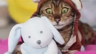 ANGEL BENGAL BEDTIME STORY