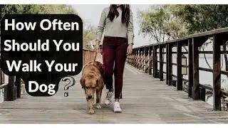 How Often Should You Walk Your Dog?