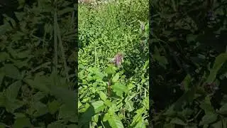 Mint peppermint Mentha piperita #herbs@herb#plants #garden #tea #natural