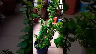 #shortvideo #shorts