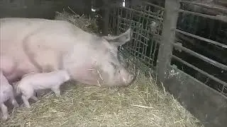 Опорос Злої свиноматки