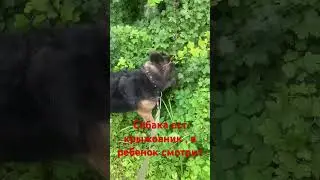 Собака ест крыжовник#shorts